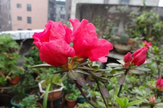 杜鹃花枯萎了如何救活，四个技巧让其满血复活