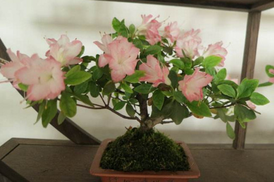 杜鹃花枯萎了如何救活，四个技巧让其满血复活