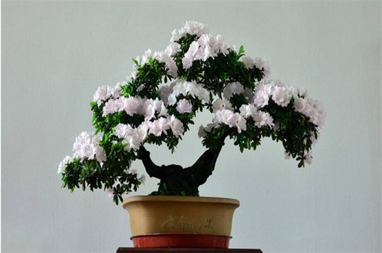 杜鹃花水大了如何补救，控水移盆与四个浇水技巧