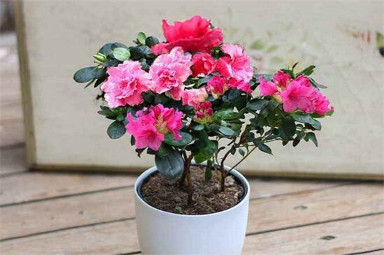 四季杜鹃花一年开几次,一年四季开花/春季开花最鲜艳