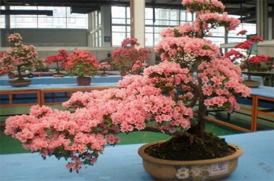 四季杜鹃花一年开几次,一年四季开花/春季开花最鲜艳