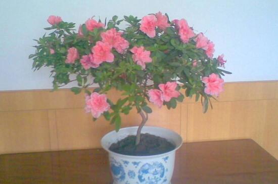 四季杜鹃花一年开几次,一年四季开花/春季开花最鲜艳