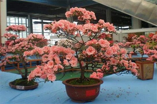 四季杜鹃花一年开几次,一年四季开花/春季开花最鲜艳