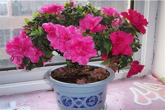 四季杜鹃花一年开几次,一年四季开花/春季开花最鲜艳