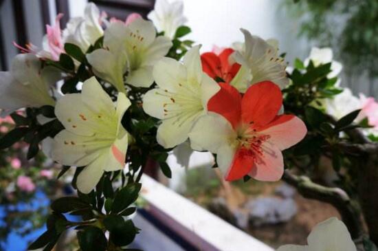 杜鹃花有哪些常见种类，盘点十种最常见的杜鹃花