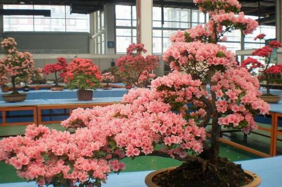 杜鹃花有哪些常见种类，盘点十种最常见的杜鹃花