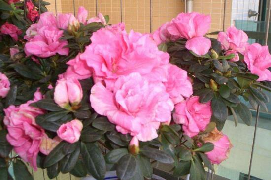 杜鹃花有哪些常见种类，盘点十种最常见的杜鹃花