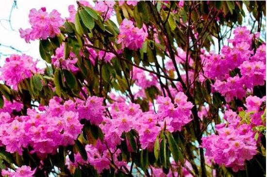 杜鹃花有哪些常见种类，盘点十种最常见的杜鹃花