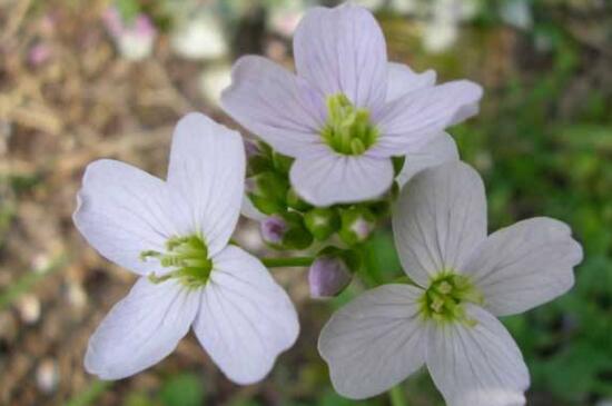 杜鹃花有哪些常见种类，盘点十种最常见的杜鹃花