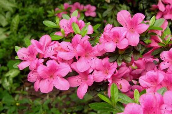 杜鹃花有哪些常见种类，盘点十种最常见的杜鹃花