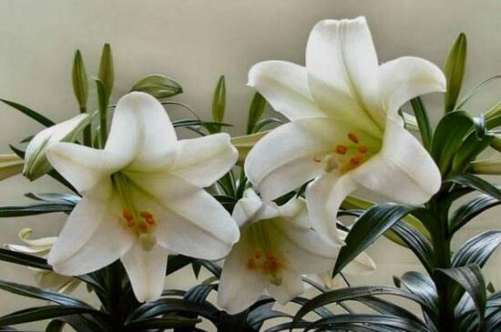 杜鹃花有哪些常见种类，盘点十种最常见的杜鹃花