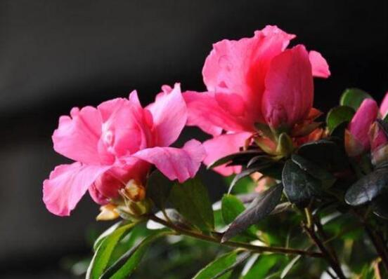 杜鹃花种子如何种，4个步骤让杜鹃花快速生根发芽