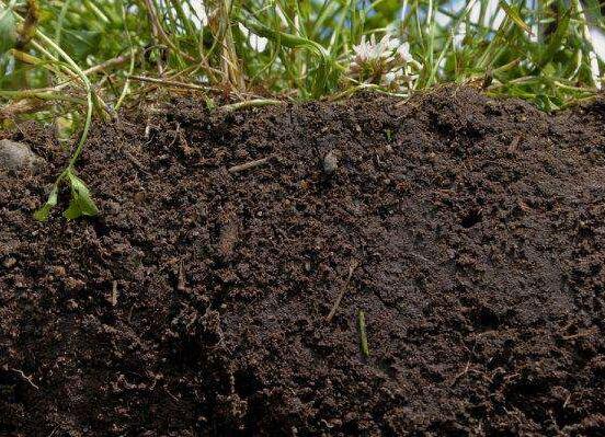 杜鹃花种子如何种，4个步骤让杜鹃花快速生根发芽