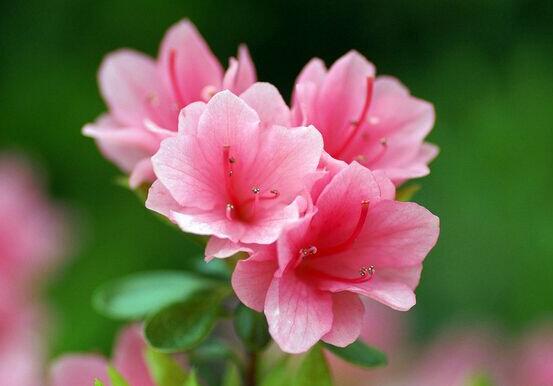 杜鹃花种子如何种，4个步骤让杜鹃花快速生根发芽