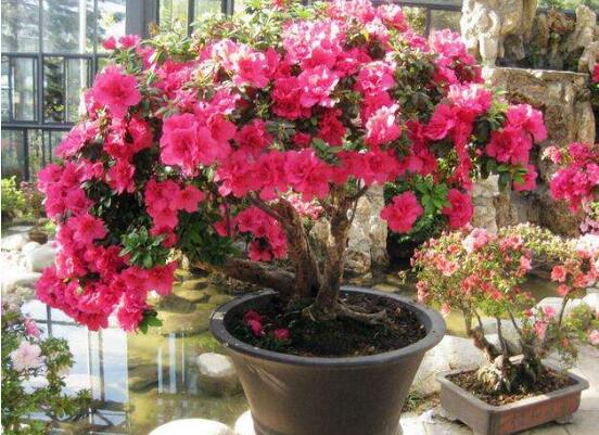 杜鹃花种子如何种，4个步骤让杜鹃花快速生根发芽