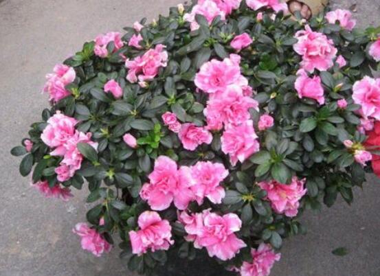 杜鹃花种子如何种，4个步骤让杜鹃花快速生根发芽