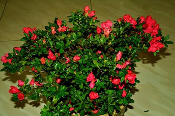 杜鹃花花谢了后如何养，花后的修剪技巧与养护办法