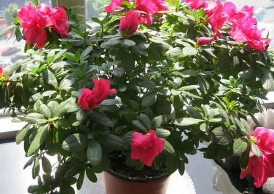 杜鹃花花谢了后如何养，花后的修剪技巧与养护办法