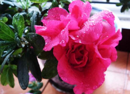 杜鹃花花谢了后如何养，花后的修剪技巧与养护办法