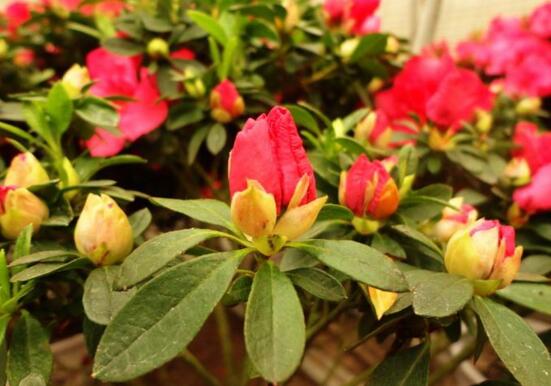 杜鹃花花谢了后如何养，花后的修剪技巧与养护办法