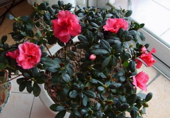 杜鹃花花谢了后如何养，花后的修剪技巧与养护办法