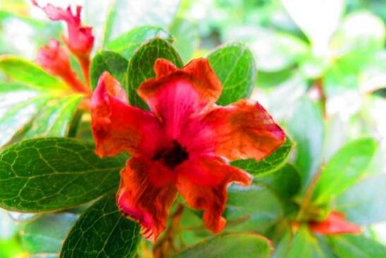 杜鹃花花谢了后如何养，花后的修剪技巧与养护办法