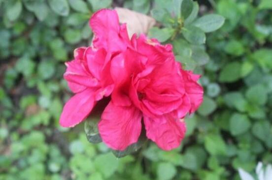 杜鹃花花谢了后如何养，花后的修剪技巧与养护办法