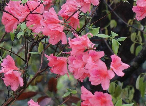 杜鹃花的叶子边变焦了如何办，4种办法让杜鹃叶绿如新