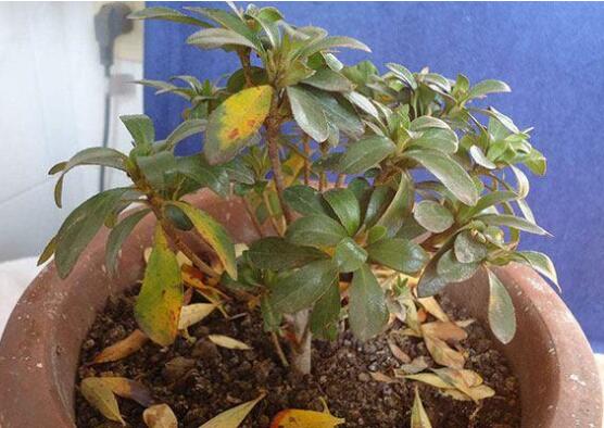 杜鹃花的叶子边变焦了如何办，4种办法让杜鹃叶绿如新