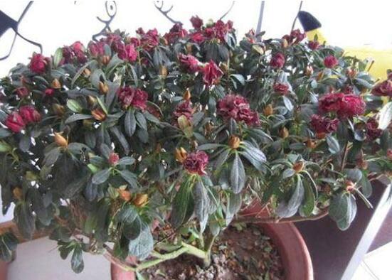 杜鹃花的叶子边变焦了如何办，4种办法让杜鹃叶绿如新