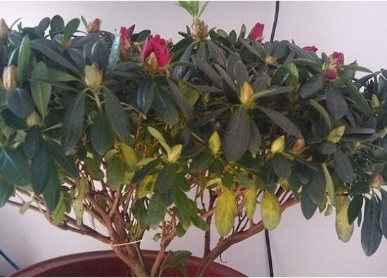 杜鹃花的叶子边变焦了如何办，4种办法让杜鹃叶绿如新