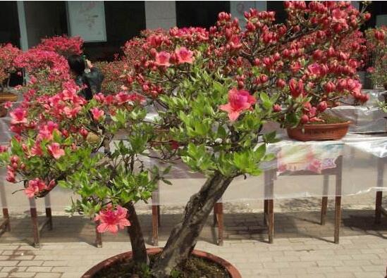 杜鹃花的叶子边变焦了如何办，4种办法让杜鹃叶绿如新