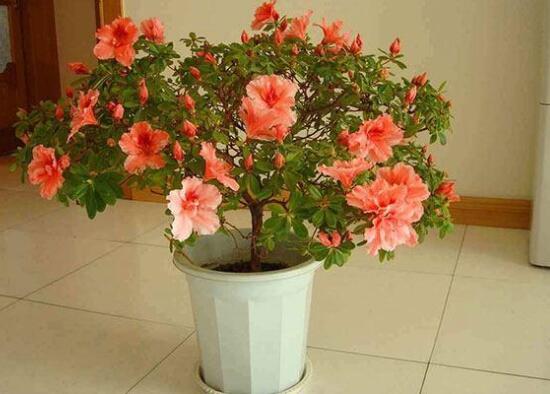 杜鹃花的叶子边变焦了如何办，4种办法让杜鹃叶绿如新