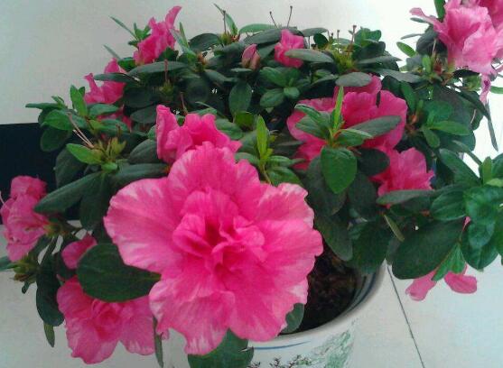 杜鹃花的叶子边变焦了如何办，4种办法让杜鹃叶绿如新