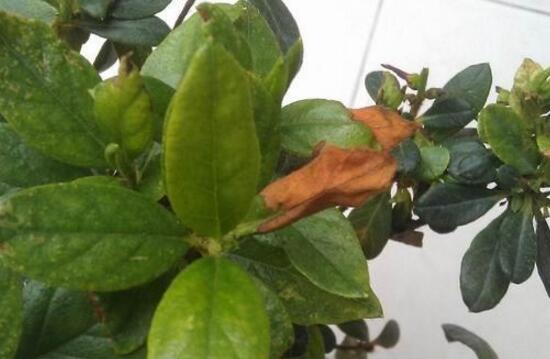 杜鹃花叶子发黑如何办，6个步骤让它重返翠绿