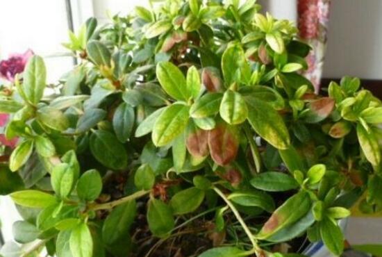 杜鹃花叶子发黑如何办，6个步骤让它重返翠绿