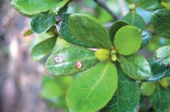 杜鹃花叶子发黑如何办，6个步骤让它重返翠绿