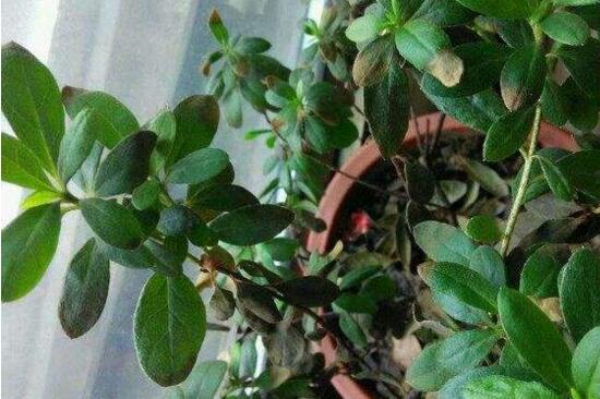 杜鹃花叶子发黑如何办，6个步骤让它重返翠绿