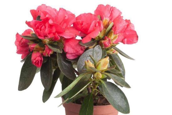 杜鹃花叶子发黑如何办，6个步骤让它重返翠绿