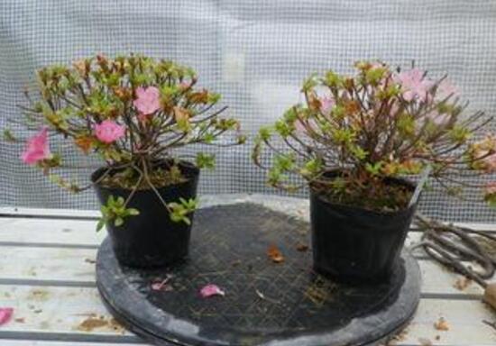 杜鹃花叶子发黑如何办，6个步骤让它重返翠绿