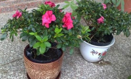 杜鹃花叶子发黑如何办，6个步骤让它重返翠绿