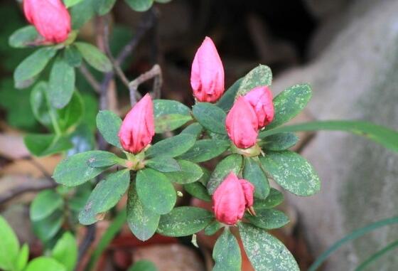 杜鹃花花蕾枯萎如何办，详解花蕾枯萎的原因及处理办法