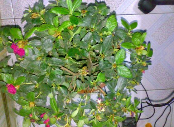 杜鹃花花蕾枯萎如何办，详解花蕾枯萎的原因及处理办法