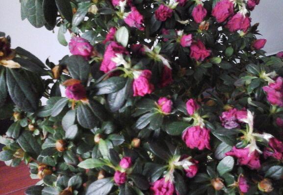 杜鹃花花蕾枯萎如何办，详解花蕾枯萎的原因及处理办法