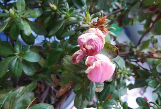 杜鹃花花蕾枯萎如何办，详解花蕾枯萎的原因及处理办法
