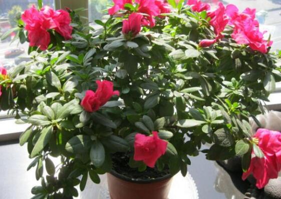 杜鹃花花蕾枯萎如何办，详解花蕾枯萎的原因及处理办法