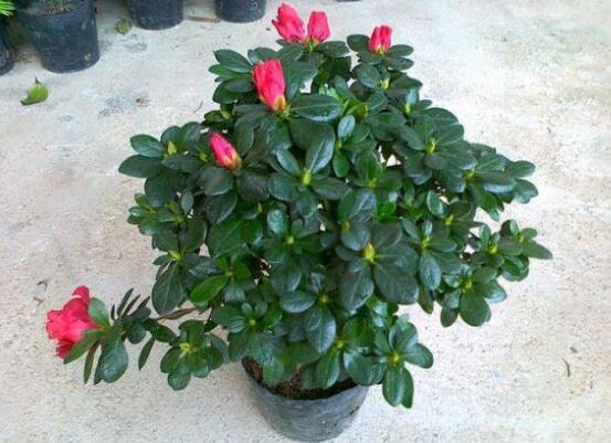 杜鹃花花蕾枯萎如何办，详解花蕾枯萎的原因及处理办法