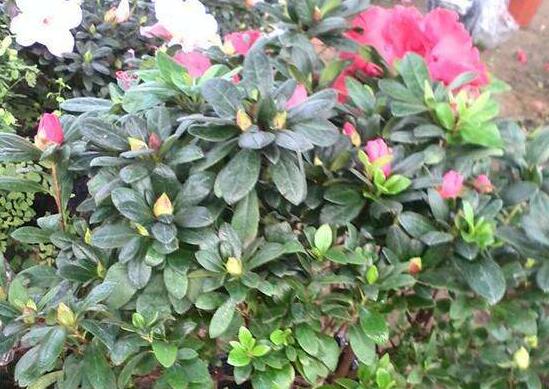 杜鹃花花蕾枯萎如何办，详解花蕾枯萎的原因及处理办法