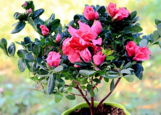 杜鹃花花蕾枯萎如何办，详解花蕾枯萎的原因及处理办法