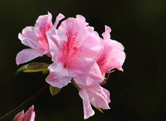 杜鹃花的扦插办法图解，泡上柳叶汁/让你的杜鹃花成活率100%